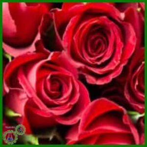 قرص کود گل رز
